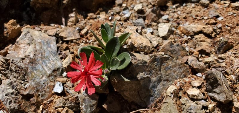 Silene serpentinicola, photographed by Asher Budnik