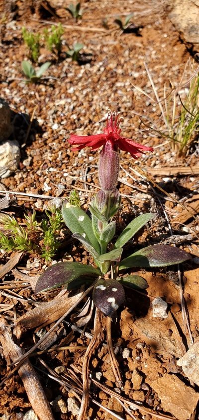 Silene serpentinicola, photographed by Asher Budnik