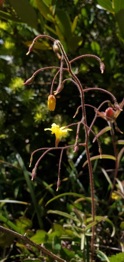 Vancouveria chrysantha, photographed by Asher Budnik