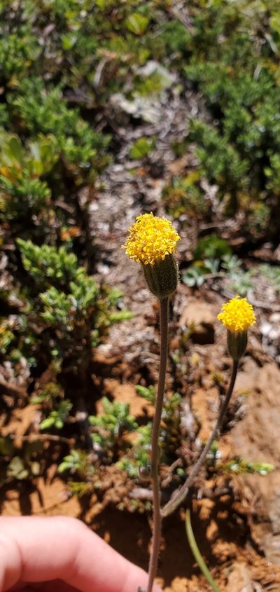 Arnica spathulata, photographed by Asher Budnik
