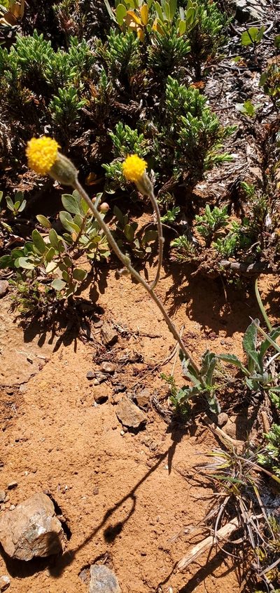 Arnica spathulata, photographed by Asher Budnik