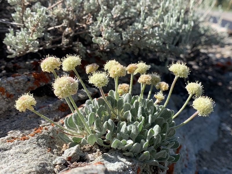 Eriogonum kingii, photographed by william_hoyer