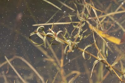 Elodea nuttallii, photographed by Eleftherios Katsillis