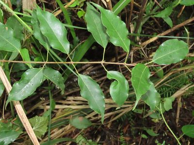 Acer albopurpurascens, photographed by chiuluan