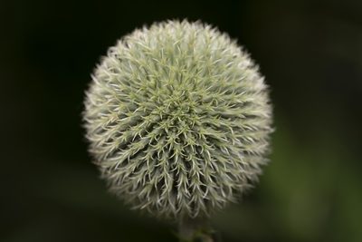 Echinops exaltatus, photographed by Eleftherios Katsillis