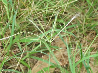 Chloris pycnothrix, photographed by chiuluan