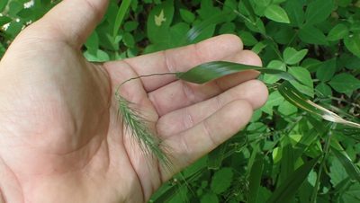 Elymus villosus, photographed by John Abrams