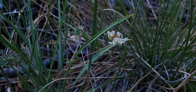 Trifolium breweri