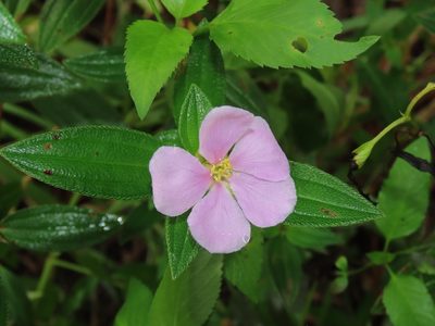 Melastoma scaberrimum, photographed by chiuluan