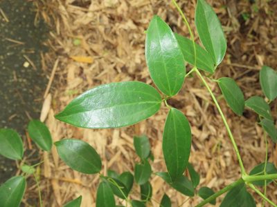 Clematis crassifolia, photographed by chiuluan