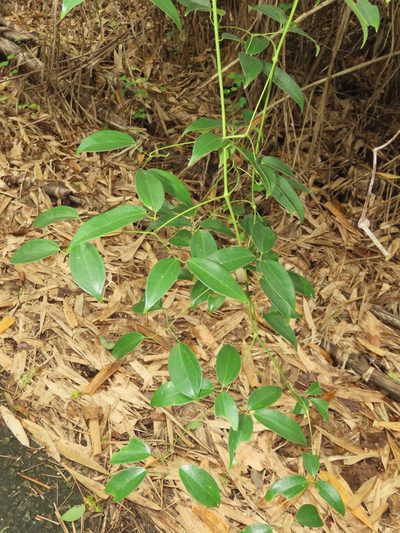 Clematis crassifolia, photographed by chiuluan