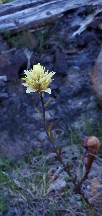 Castilleja elata, photographed by Asher Budnik