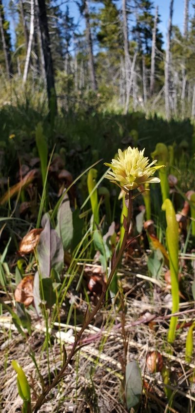 Castilleja elata, photographed by Asher Budnik