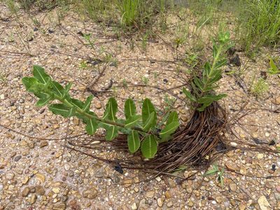 Asclepias obovata, photographed by evangrimes
