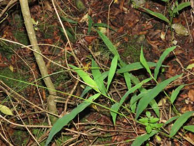 Cyrtococcum patens, photographed by chiuluan