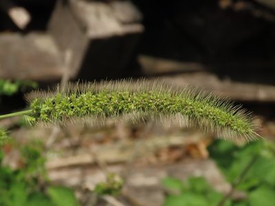 Setaria verticillata, photographed by chiuluan