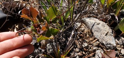 Berberis pumila, photographed by Asher Budnik