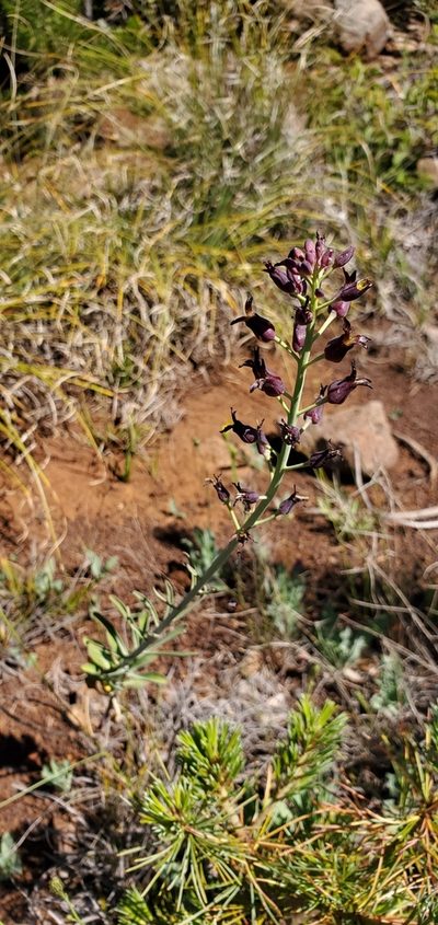 Streptanthus howellii, photographed by Asher Budnik