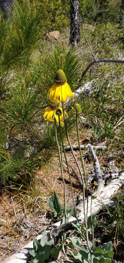 Rudbeckia glaucescens, photographed by Asher Budnik