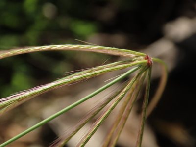 Chloris pycnothrix, photographed by chiuluan