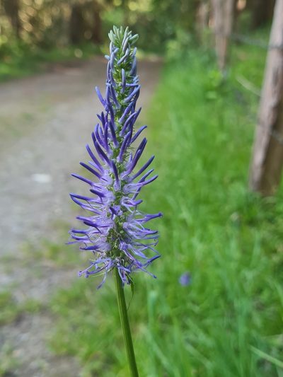 Phyteuma persicifolium, photographed by Jacek Pietruszewski