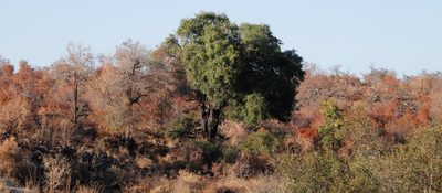 Diospyros mespiliformis, photographed by Tony Rebelo