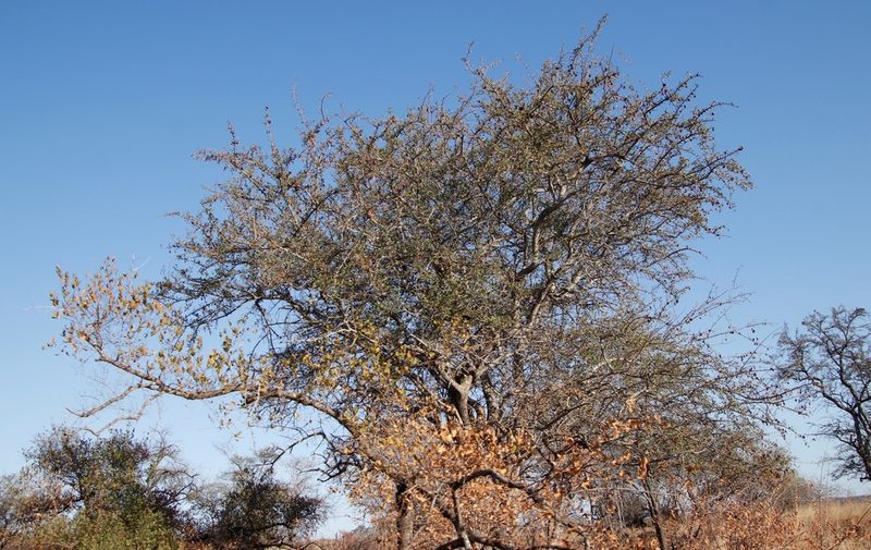 Terminalia prunioides, photographed by Tony Rebelo