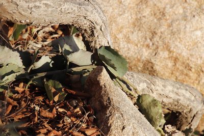 Cissus rotundifolia, photographed by Tony Rebelo