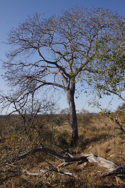 Kirkia acuminata, photographed by Tony Rebelo