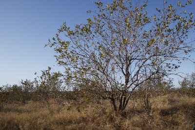 Combretum apiculatum, photographed by Tony Rebelo
