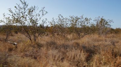 Combretum apiculatum, photographed by Tony Rebelo