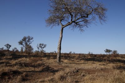 Sclerocarya birrea, photographed by Tony Rebelo
