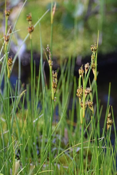 Juncus castaneus, photographed by Syd Cannings