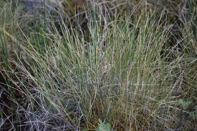 Trichophorum cespitosum, photographed by Syd Cannings