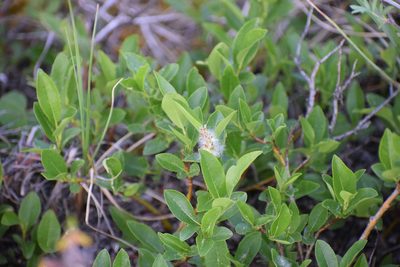 Salix myrtillifolia, photographed by Syd Cannings
