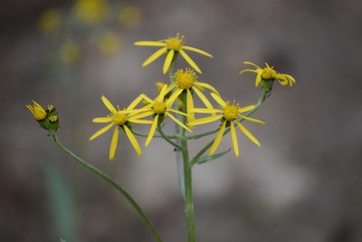 Senecio lugens, photographed by Syd Cannings