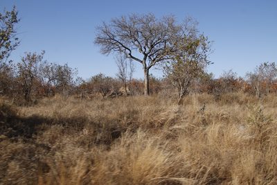 Sclerocarya birrea, photographed by Tony Rebelo