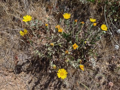 Grindelia hirsutula, photographed by Zac Peterson