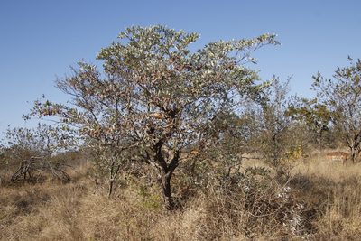Terminalia sericea, photographed by Tony Rebelo