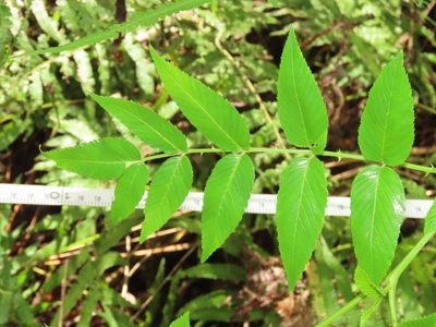 Rubus fraxinifolius, photographed by chiuluan