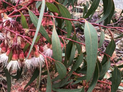 Eucalyptus sideroxylon, photographed by Topher Mueller