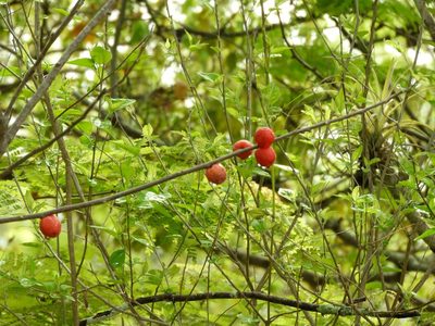 Spondias purpurea, photographed by Francisco Farriols Sarabia