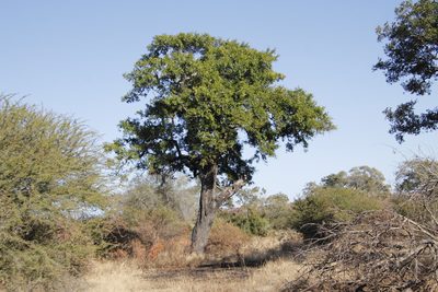 Diospyros mespiliformis, photographed by Tony Rebelo