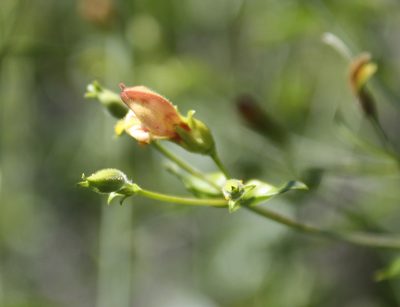 Keckiella lemmonii, photographed by Scott Loarie