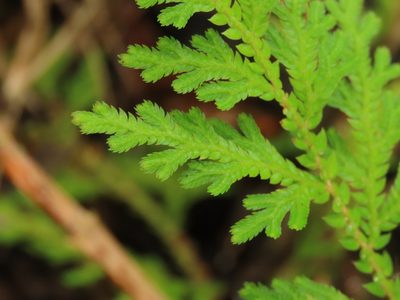 Selaginella delicatula, photographed by chiuluan