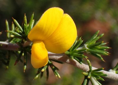 Aspalathus hirta, photographed by Nicola van Berkel