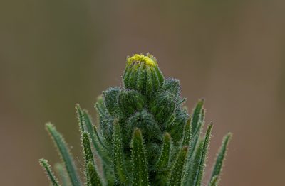 Madia sativa, photographed by Jeremiah Degenhardt
