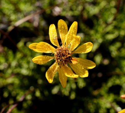 Haplopappus glutinosus, photographed by Nicolás Villaseca Merino