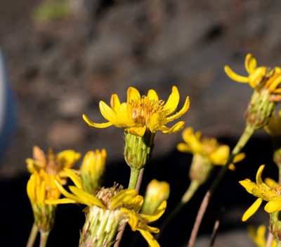 Haplopappus glutinosus, photographed by Nicolás Villaseca Merino
