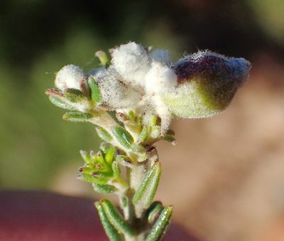 Phylica lanata, photographed by Nicola van Berkel